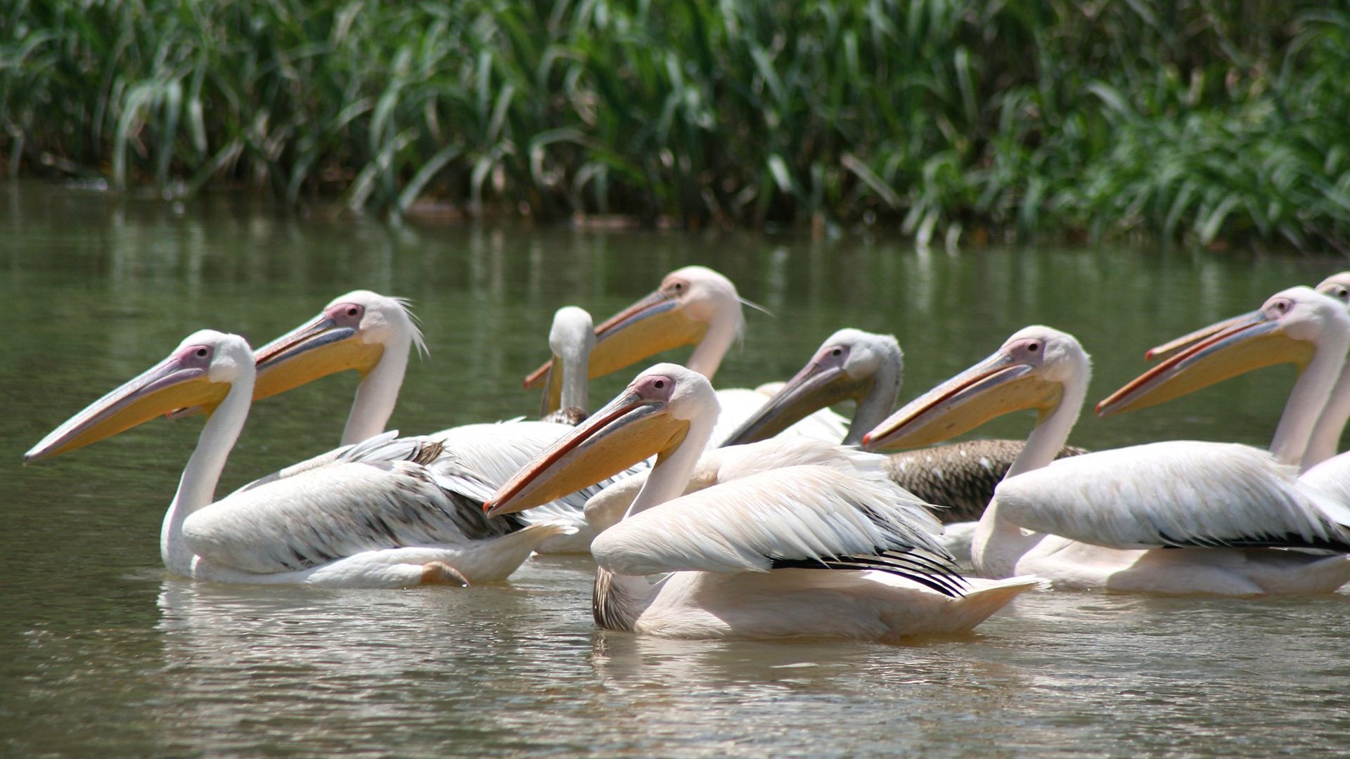 Aethiopien-Laka Tana-Pelikane-IMG_1620