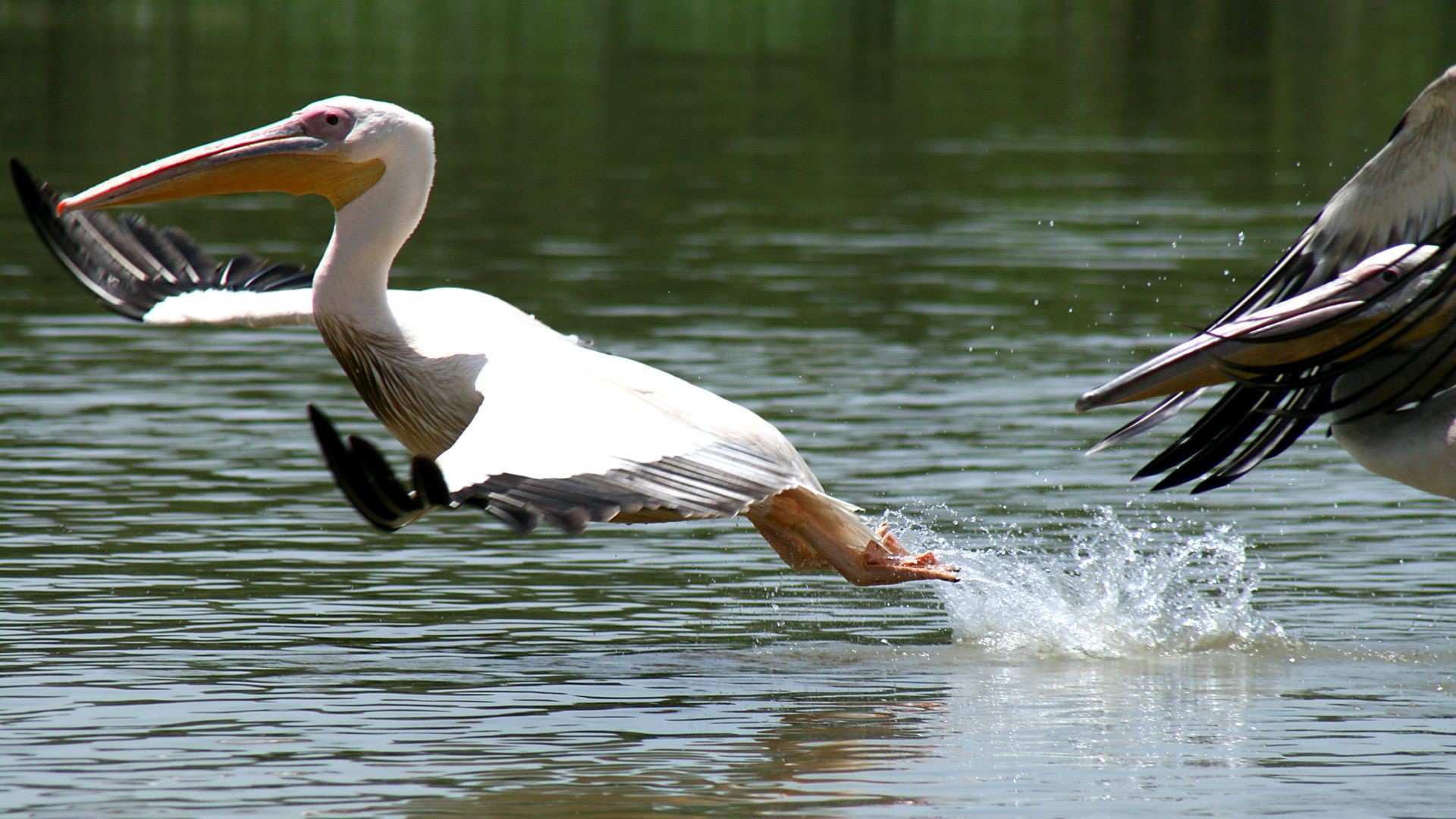 Afrika, Aethiopien, Pelikan