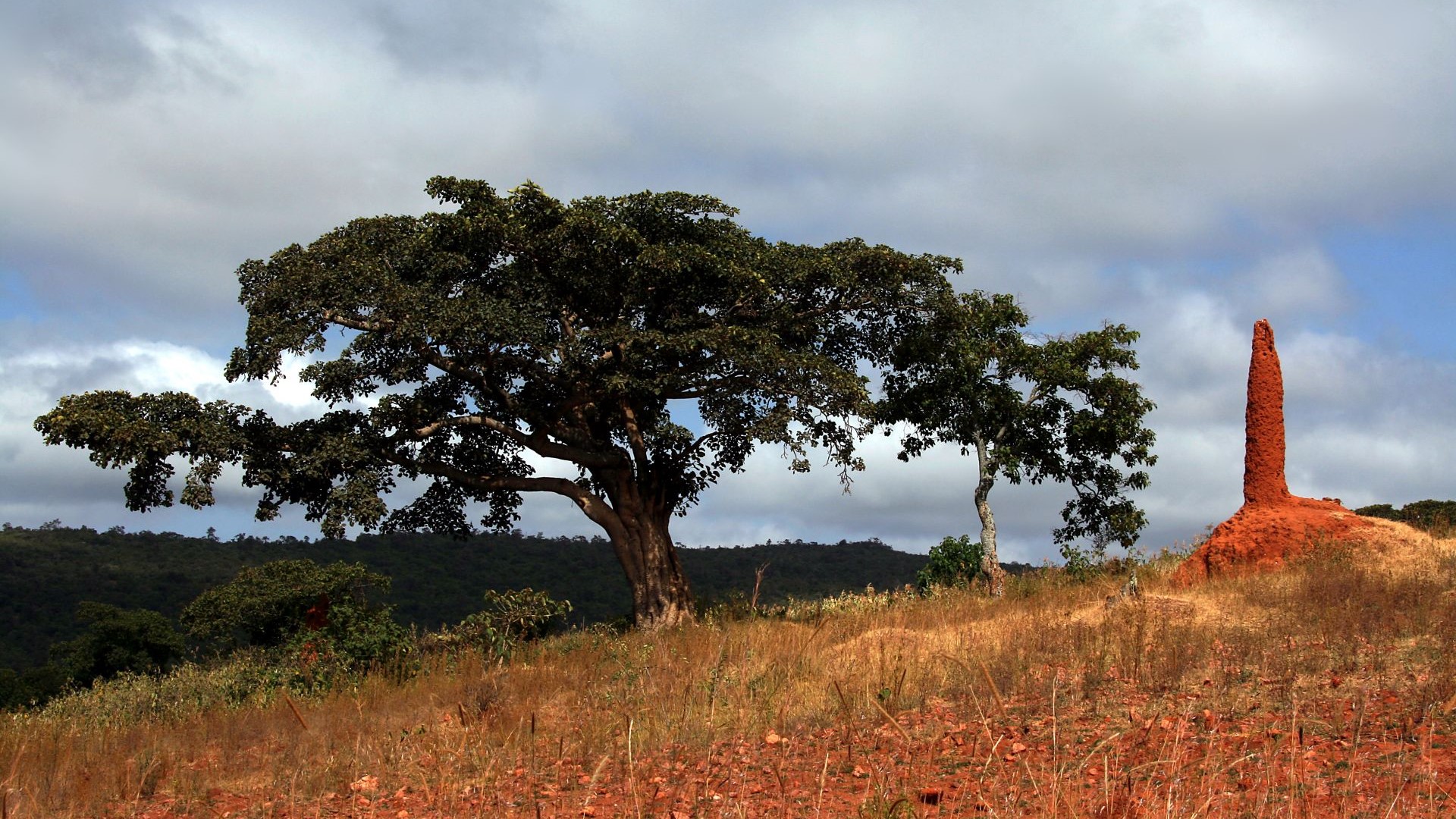 Aethiopien-Sueden-Termitenhuegel-IMG_2447-ausgefleckt