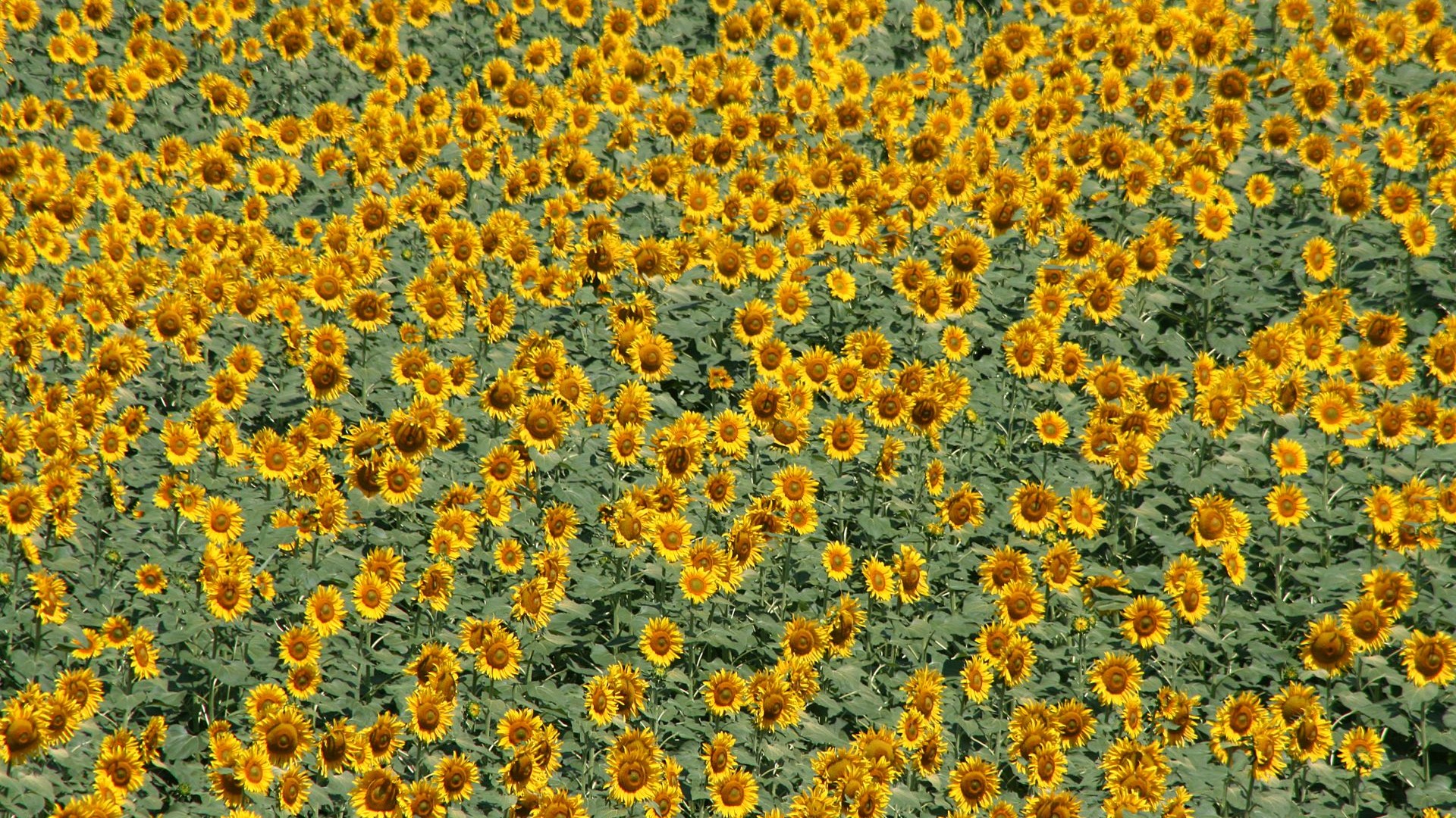 Griechenland-Sonnenblumenfeld-IMG_5869