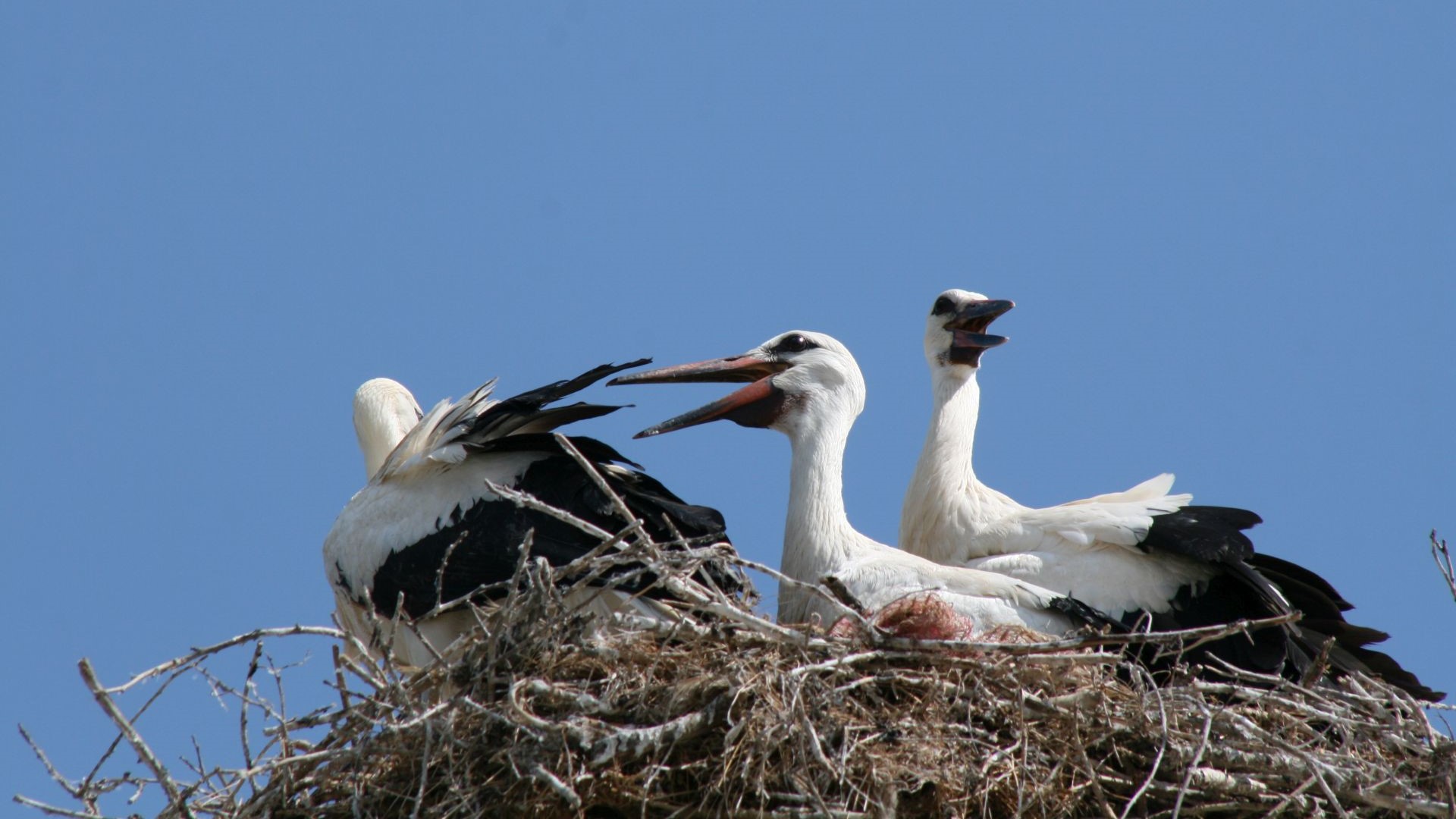 Griechenland-Stoerche-IMG_5802