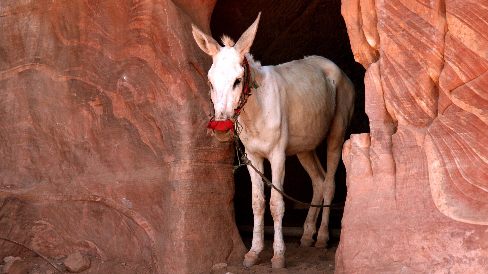 Jordanien-Petra-Esel-IMG_7138