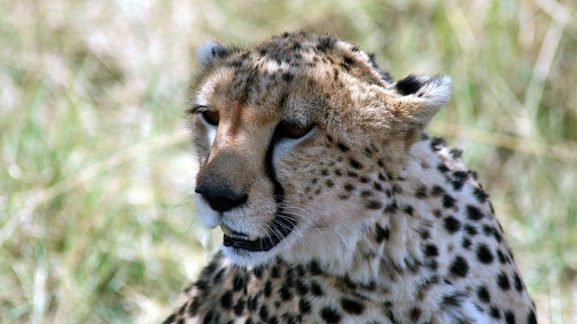 Afrika, Gepard