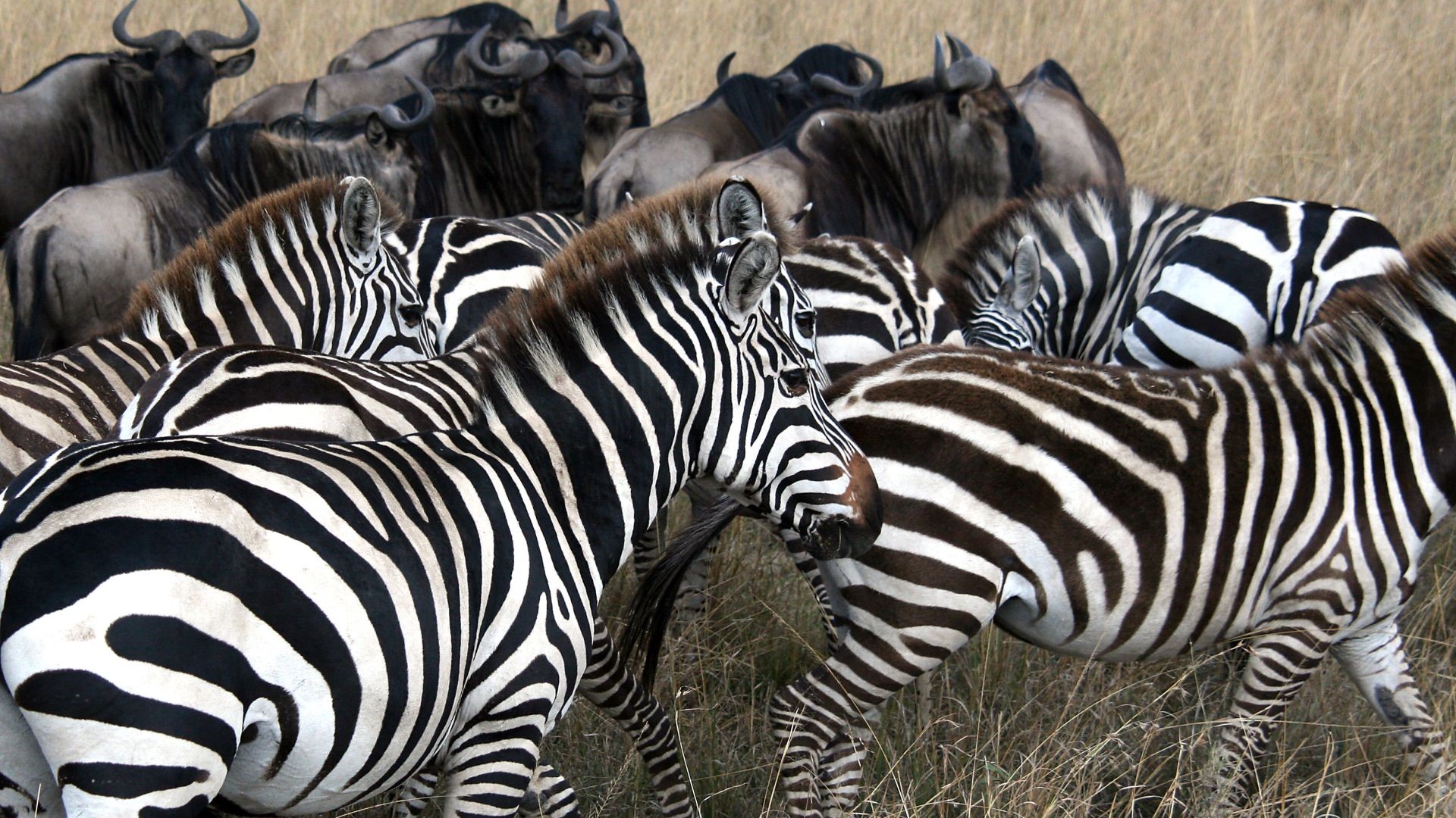 Afrika, Zebras