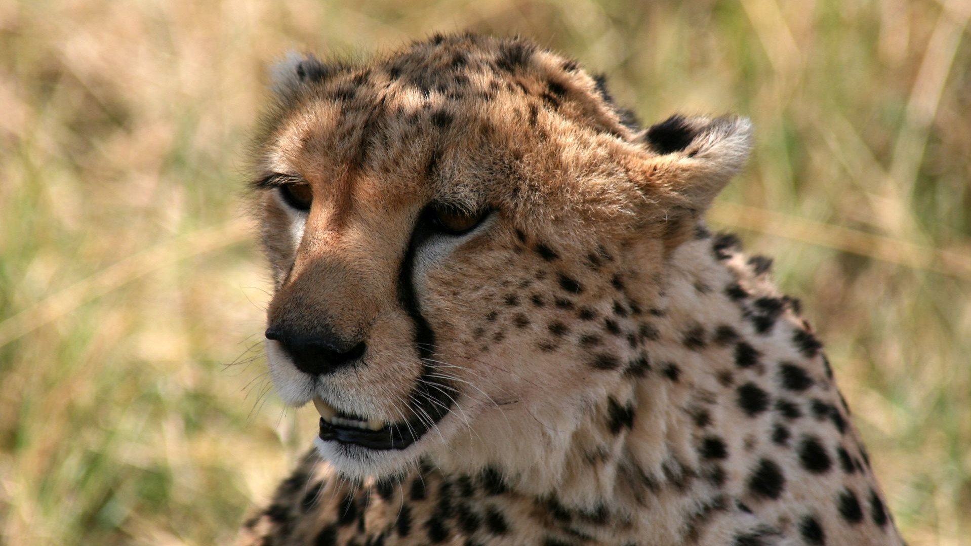 Kenia-Masai Mara-Gepard-IMG_3966