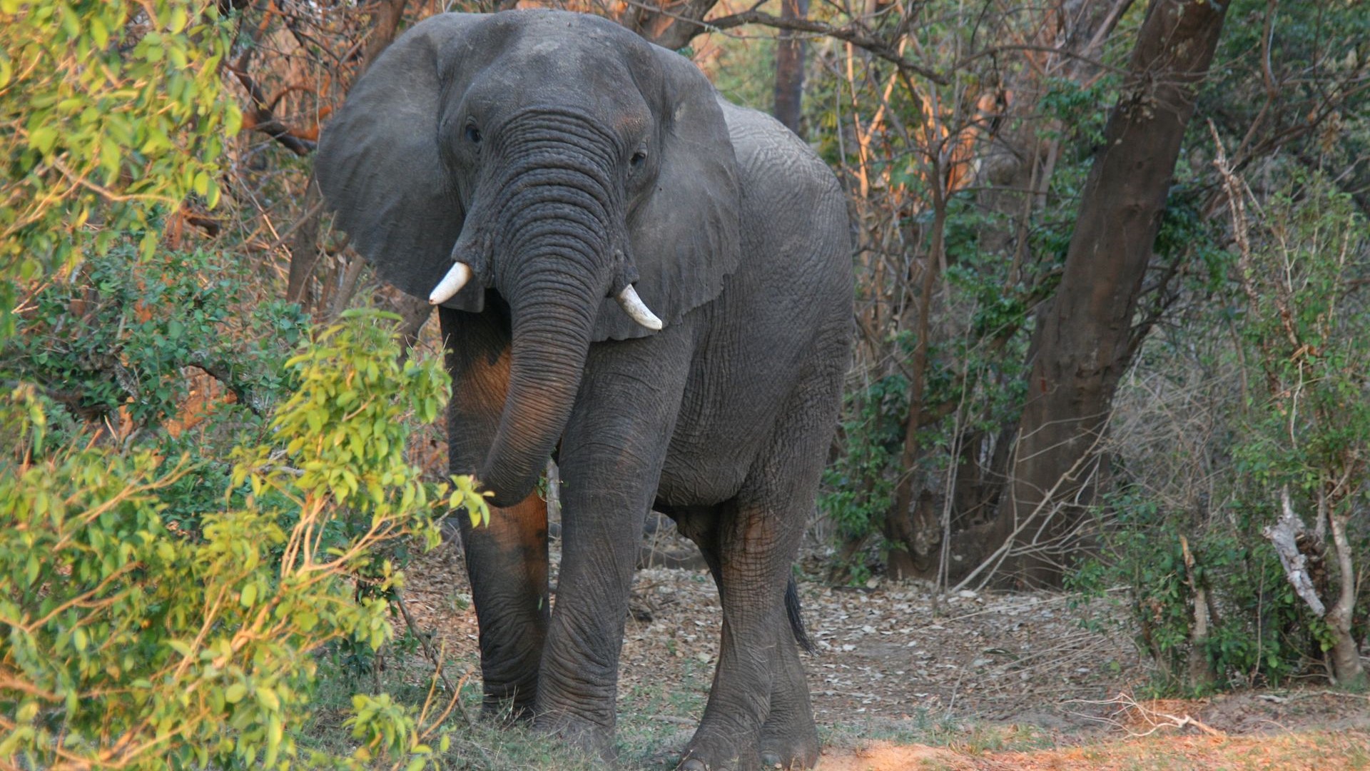 Sambia-Elefant-IMG_7897