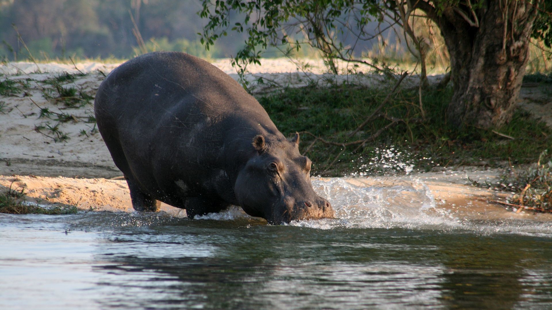 Sambia-Nilpferd am Sambesi-IMG_7854