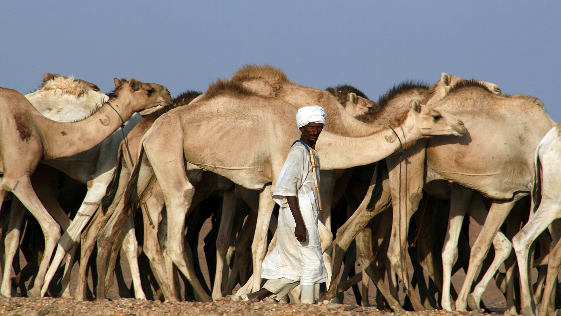 Sudan-Kamelherde-IMG_0603