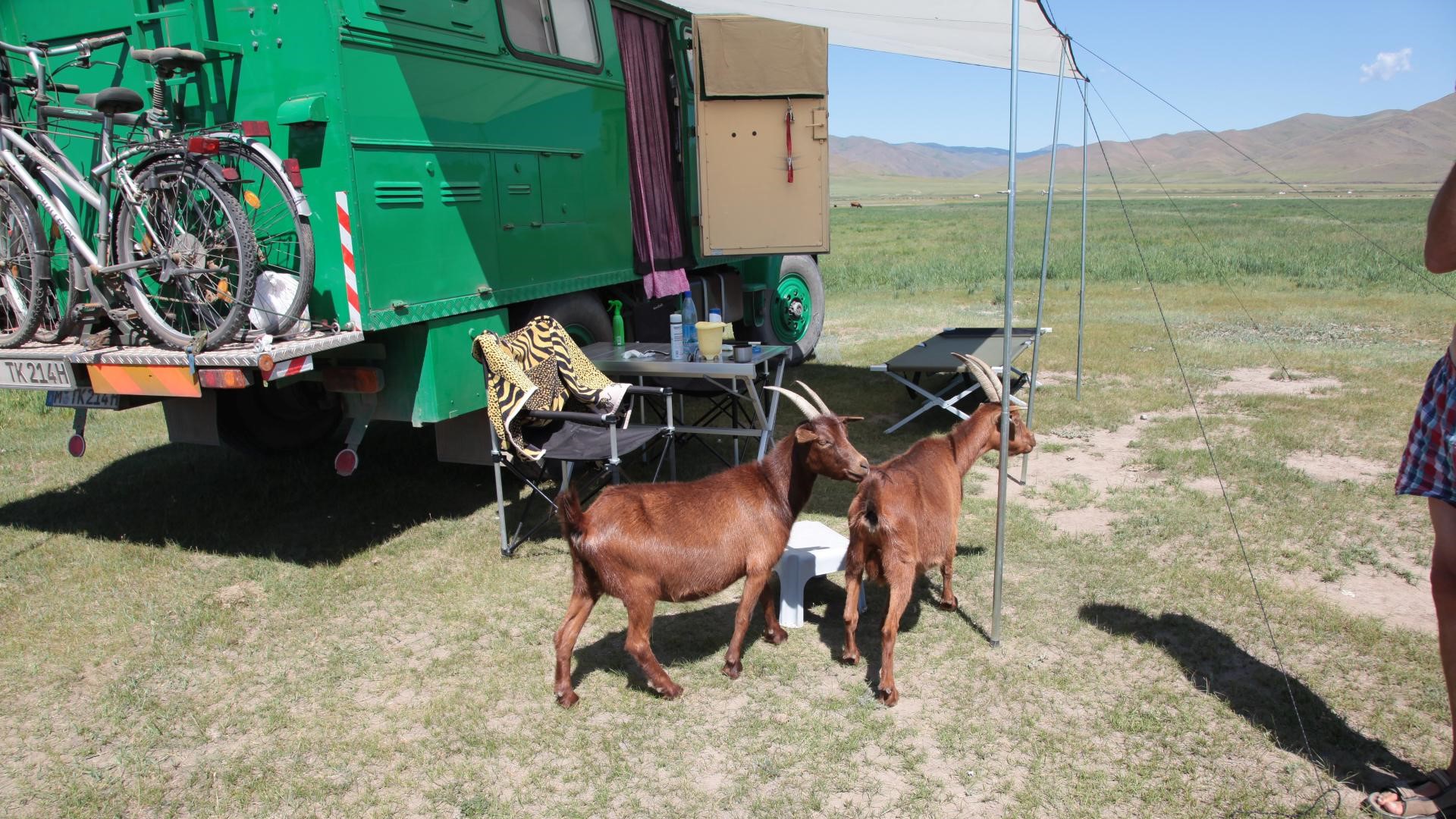 Tierischer Besuch. Mongolei