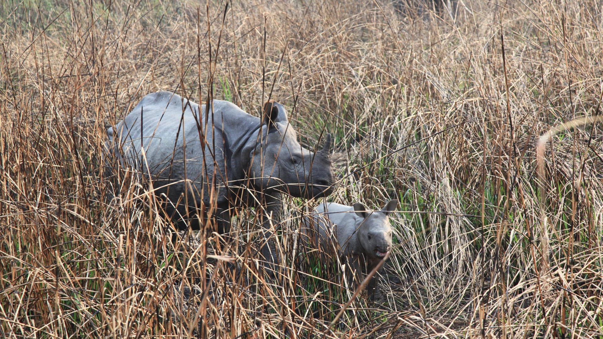 Kaziranga-Nationalpark. Indien