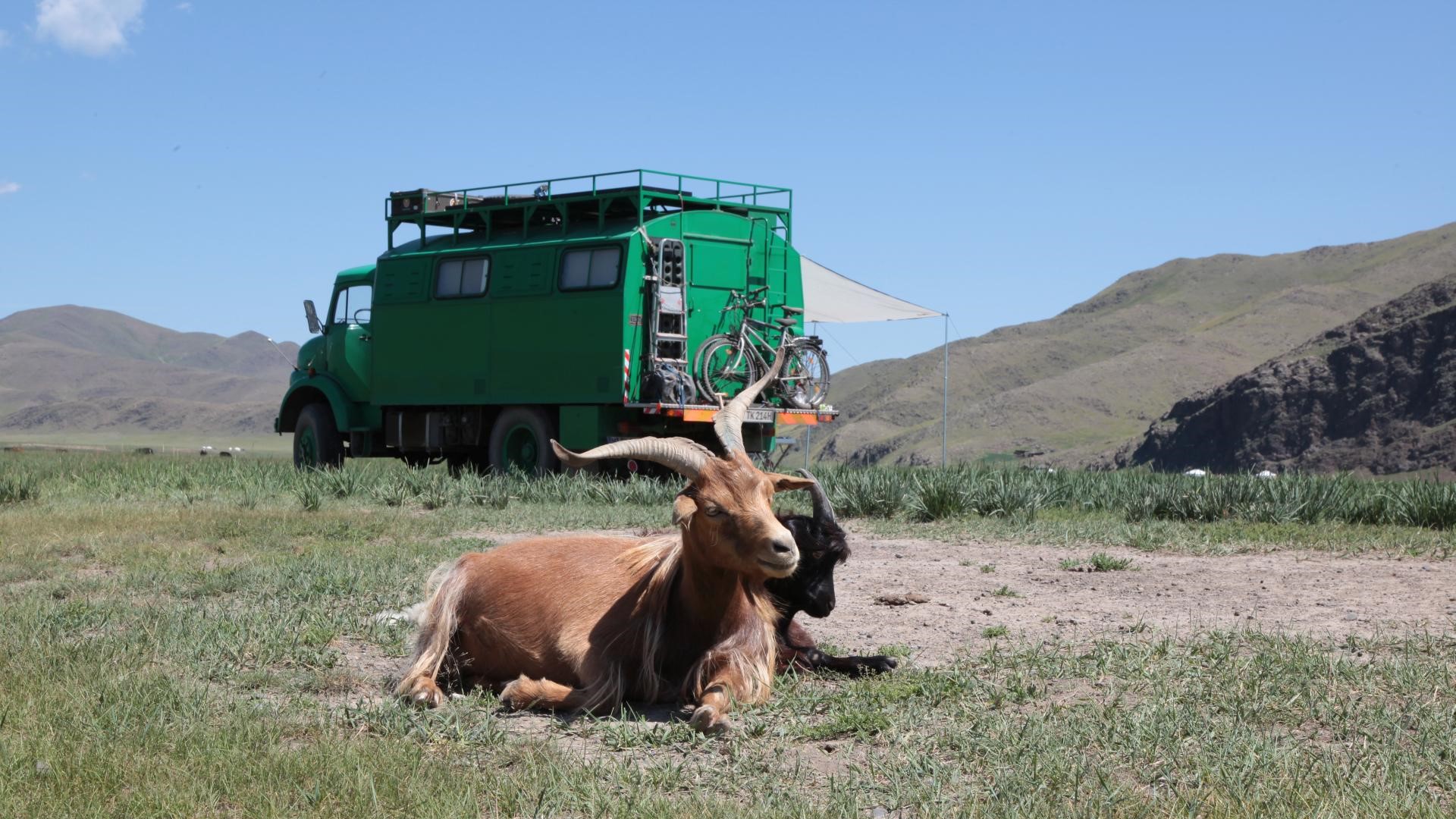 Tierischer Besuch. Mongolei