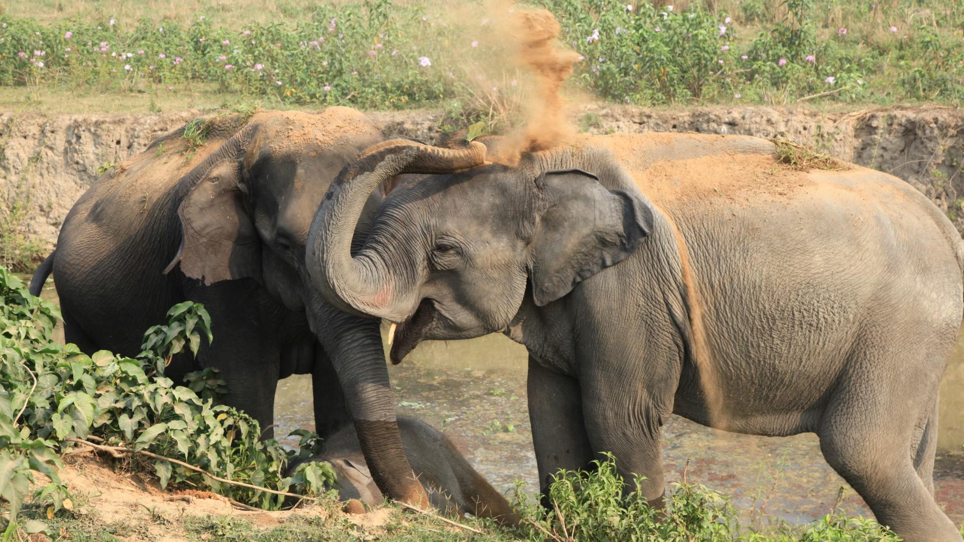 Kaziranga NP, Assam Indien