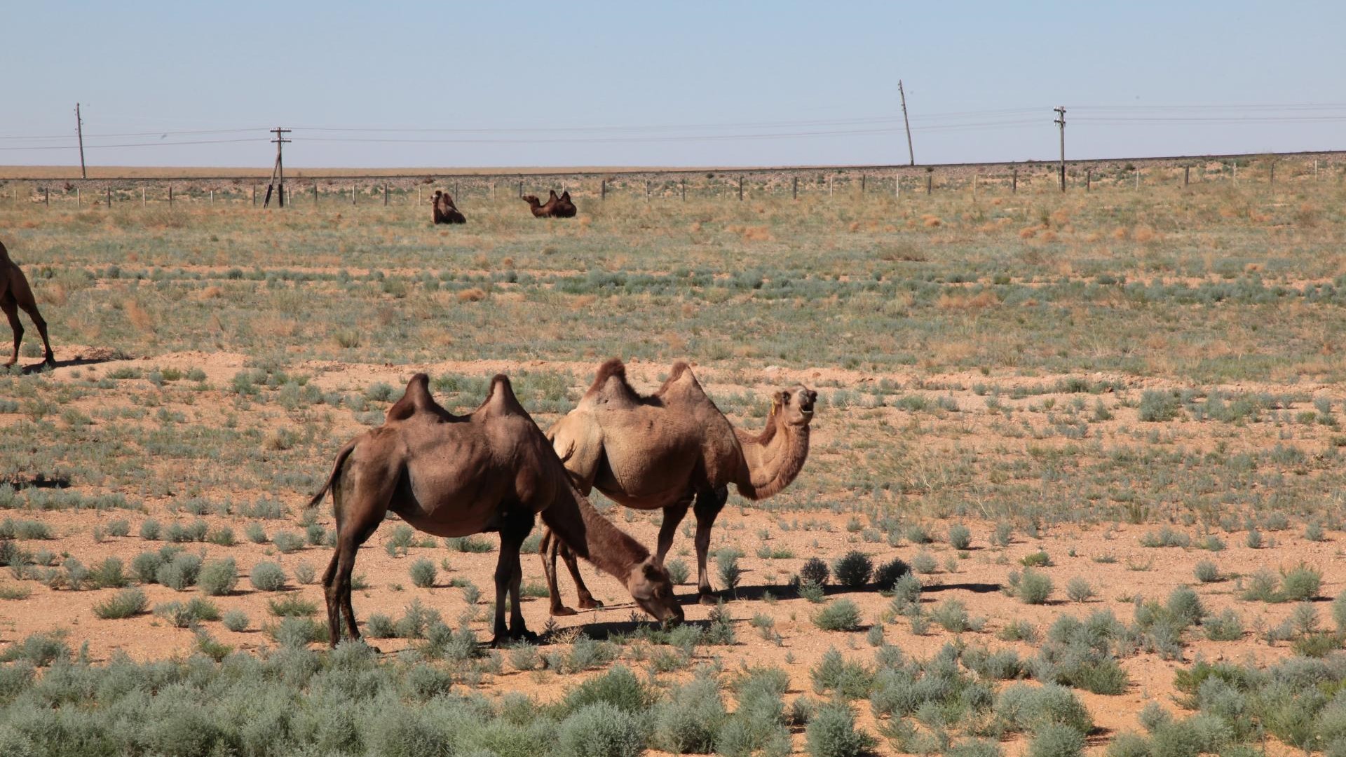 Irgendwo in der Mongolei.