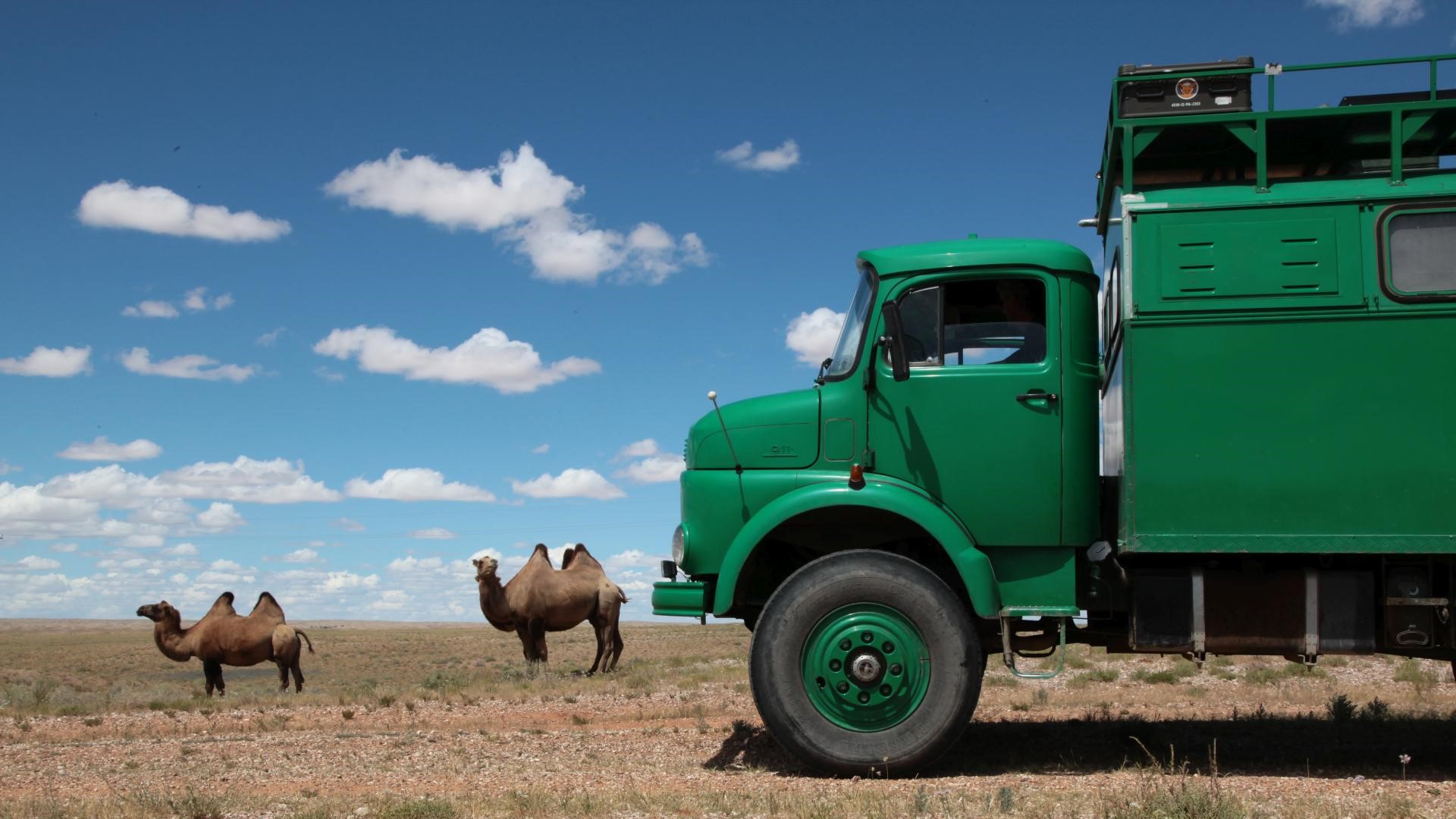 Ist das nicht schön? Halb-wilde Kamele in der Mongolei.